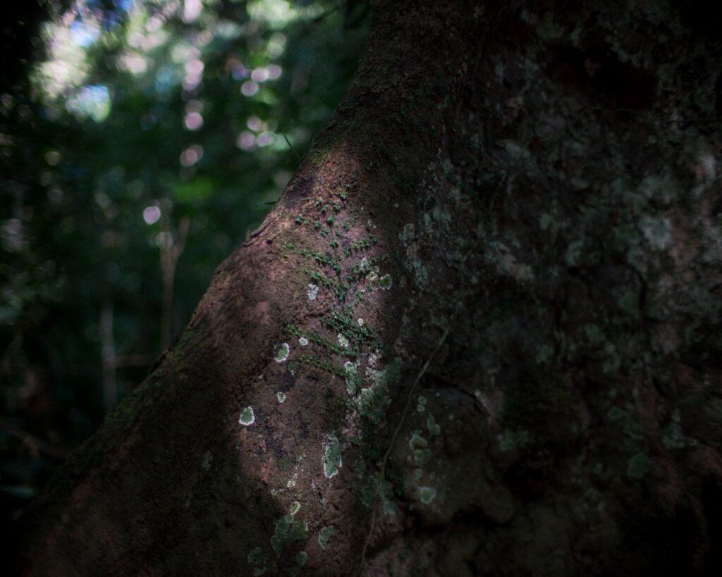 The Lost Memories of the Trees