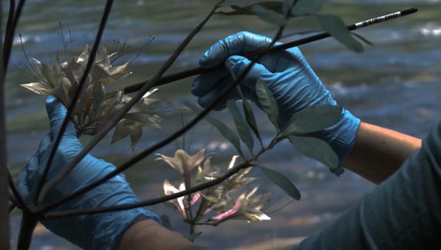 Green Grey Black Brown